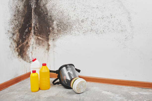 Best Black Mold Removal  in Long Beach, IN