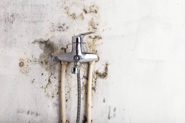 Best Emergency Mold Removal  in Long Beach, IN