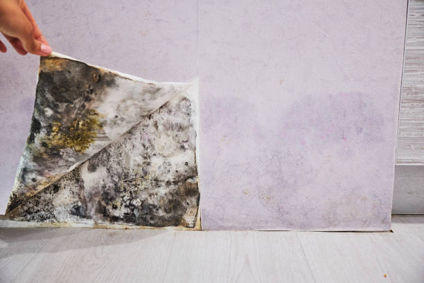 Best Affordable Mold Removal  in Long Beach, IN